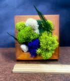 Mini,frame, Biophilic, demure,gift, nature, Living Aura, moss, ferns, stones 