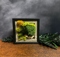 Moss, mini, frame, midnight, Biophilic,nature, Living Aura