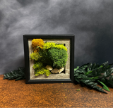 Moss, mini, frame, midnight, Biophilic,nature, Living Aura