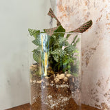 terrarium, plants, wellness
