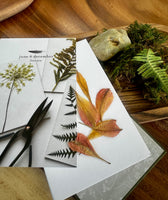 pocket, flower, press, nature, collect 