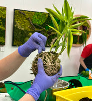 DIY - Kokedama Mindfulness WELLNESS WEDNESDAY STUDIO WORKSHOP