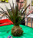 DIY - Kokedama Mindfulness WELLNESS WEDNESDAY STUDIO WORKSHOP