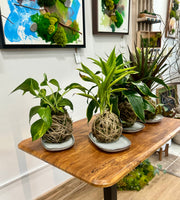 DIY - Kokedama Mindfulness WELLNESS WEDNESDAY STUDIO WORKSHOP