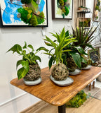 DIY - Kokedama Mindfulness WELLNESS WEDNESDAY STUDIO WORKSHOP