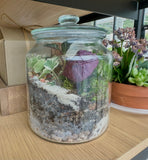 DIY - Terrarium Tranquility WELLNESS WEDNESDAY STUDIO WORKSHOP