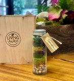 DIY Nature Mini Preserved Terrarium KIT with Silver Cap