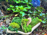 nature, moss, biophilic, LivingAura, wellness, tablescape