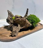 driftwood, moss, wood, moss flower