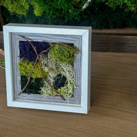 mini, frame, moss, fern, decor 