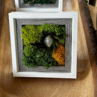 mini, frame, moss, fern, decor 