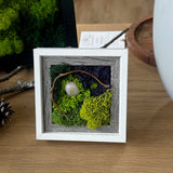 mini, frame, moss, fern, decor 