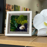 mini, frame, moss, fern, decor 