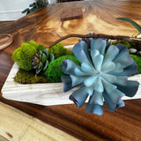 moss, tablecape, nature, decor