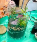 moss, terrarium, plants 