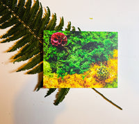 Living Aura Notecard: LA-00003 Scabiosa, Moss  single card